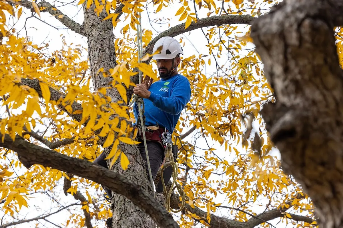 Skilled Tree Trimming crew working in Scottville